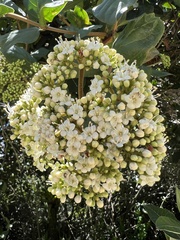 Viburnum tinoides