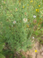 Vittadinia