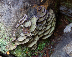 Trichaptum laricinum
