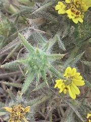 Centromadia fitchii