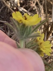 Centromadia fitchii