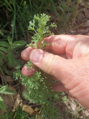 Vittadinia