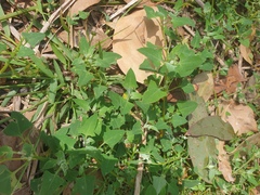 Chenopodium robertianum