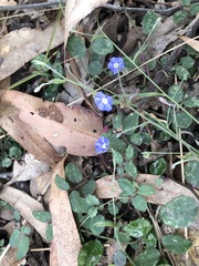 Evolvulus alsinoides