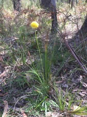 Craspedia variabilis