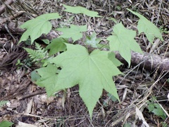 Kalopanax septemlobus