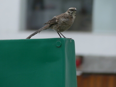 Mimus longicaudatus