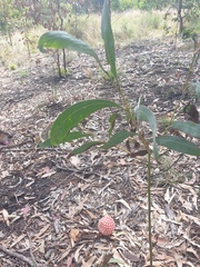 Acacia falcata