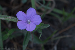 Ruellia caroliniensis
