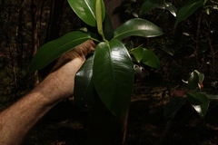 Ficus