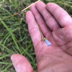 Wahlenbergia gracilis