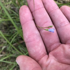 Wahlenbergia gracilis