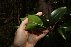 Ficus