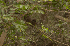 Pyrocephalus rubinus obscurus