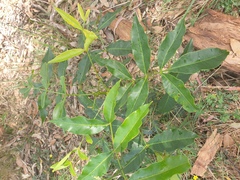 Flindersia australis