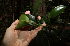 Ficus
