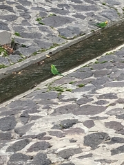 Polytelis swainsonii