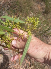 Eucalyptus resinifera