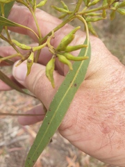 Eucalyptus resinifera