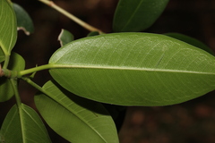 Ficus
