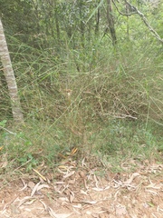 Austrostipa ramosissima