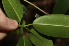 Ficus