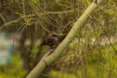 Pyrocephalus rubinus obscurus