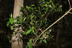 Ficus