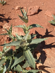 Asclepias erosa