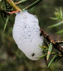 Bathyllus albicinctus