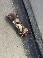 Cosmodes elegans
