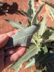 Asclepias erosa