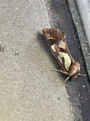 Cosmodes elegans