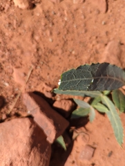 Asclepias erosa