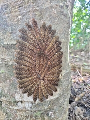 Heraclides anchisiades