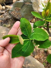 Dais cotinifolia