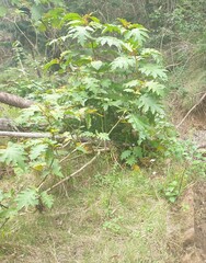 Solanum chrysotrichum