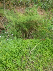 Pteris tremula