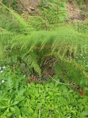 Pteris tremula