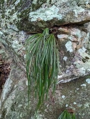Haplopteris elongata