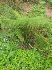 Pteris tremula