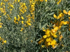 Calobota cytisoides