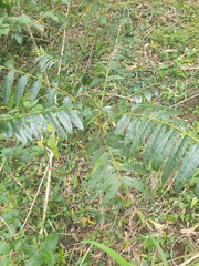 Ailanthus triphysa