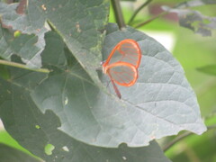 Pteronymia rufocincta