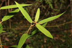 Astrotricha umbrosa