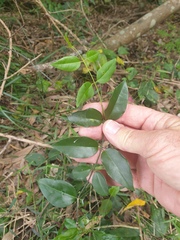 Secamone elliptica