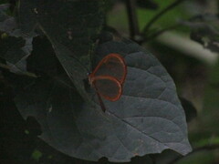 Pteronymia rufocincta