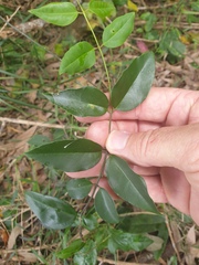 Secamone elliptica