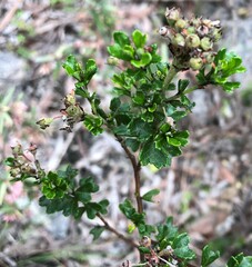 Pomaderris obcordata