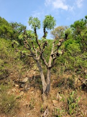 Cussonia paniculata